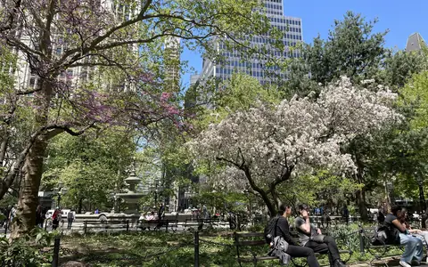 Spring blossoms in City Hall Park, Manhattan
